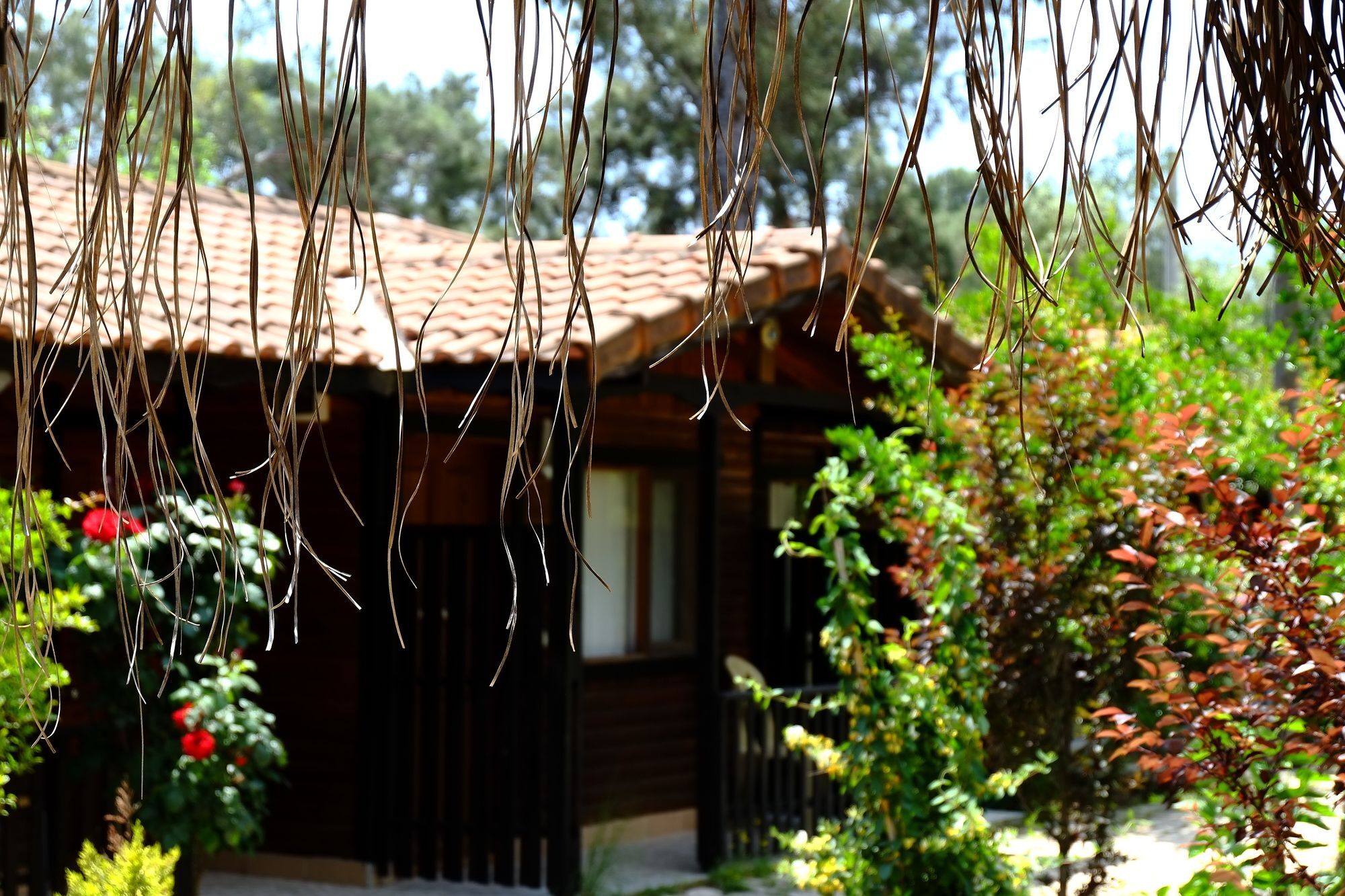 Koala Bungalows Olympos Bagian luar foto